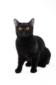Black-Cat2-199x300